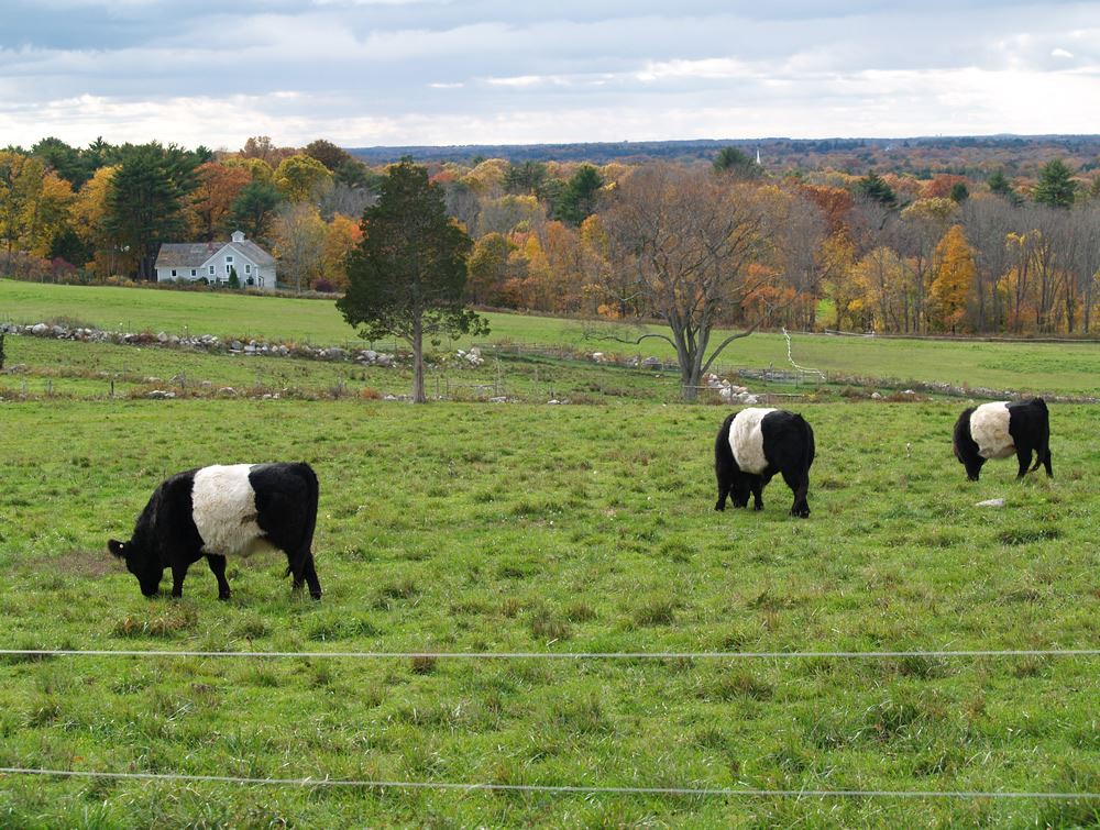 Belted Galloway cows in the pasture 7
